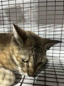 A660708 -  Domestic Short Hair Cat for Adoption in Houston, Texas - A660708 | PetCurious