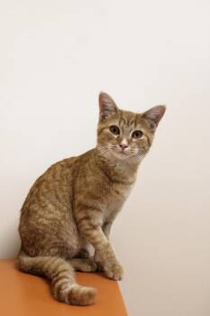Rescue American Shorthair Cats for Adoption in Urbana, Ohio - Cheerio | PetCurious