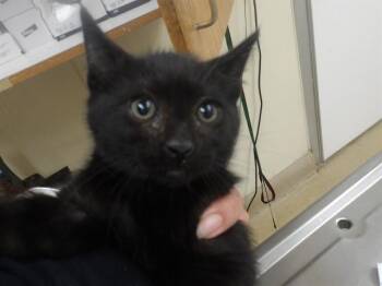 SULLIVAN -  Domestic Medium Hair Cat for Adoption in Santa Rosa, California - SULLIVAN | PetCurious
