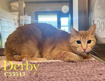 Domestic Short Hair Cats Available for Adoption - Derby | PetCurious