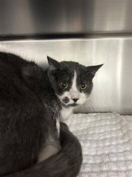 Miko -  Domestic Short Hair Cat Available for Adoption in Montreal, Quebec - Miko | PetCurious