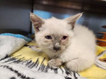 Siamese Cats Available for Adoption in Liberty, Missouri - Paris | PetCurious