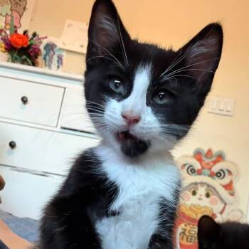 Shadow -  Domestic Short Hair Cat for Adoption in Las Vegas, Nevada - Shadow | PetCurious