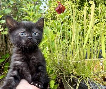 Batty Koda -  Domestic Short Hair Cat for Adoption in Beaverton, Oregon - Batty Koda | PetCurious