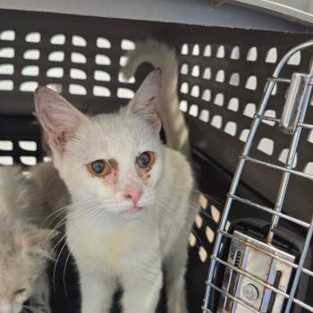 Yuki -  Domestic Short Hair Cat for Adoption in Chattanooga, Tennessee - Yuki | PetCurious