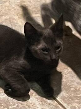 Rescue American Shorthair and Domestic Short Hair Cats for Adoption in Moreno Valley, California - Stetson | PetCurious