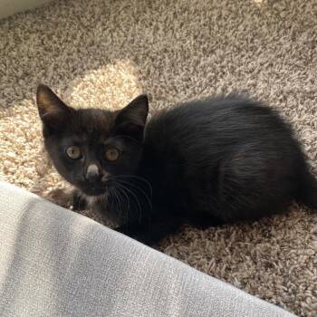 Domestic Short Hair Cats Available for Adoption in Fayetteville, Arkansas - Lucky | PetCurious