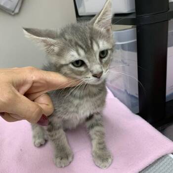 Pinto Bean -  Domestic Short Hair Cat for Adoption in Morganton, North Carolina - Pinto Bean | PetCurious