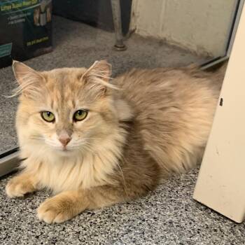 Remington -  Domestic Long Hair Cat for Adoption in Monroe, Michigan - Remington | PetCurious