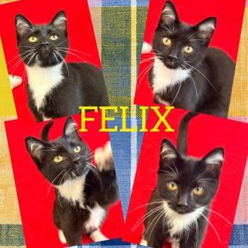 Felix -  Domestic Short Hair Cat for Adoption in Rensselaer, Indiana - Felix | PetCurious
