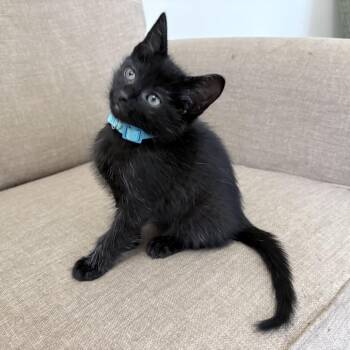 Krushin It -  Domestic Short Hair Cat for Adoption in Fredericksburg, Virginia - Krushin It | PetCurious