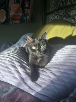 Domestic Short Hair Cats Available for Adoption - Ripley | PetCurious