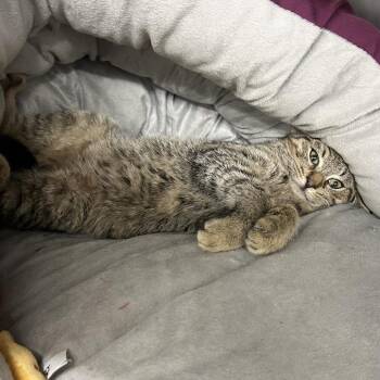 Domestic Medium Hair Cats Available for Adoption - Anna | PetCurious