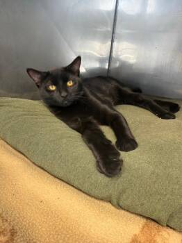 Domestic Short Hair Cats Available for Adoption - Duncan | PetCurious