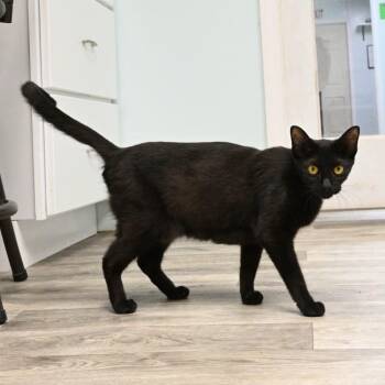 Ivy (FIV-Positive) -  Domestic Short Hair Cat for Adoption in Mobile, Alabama - Ivy (FIV-Positive) | PetCurious