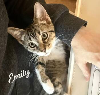 Tabby and Domestic Short Hair Cats Available for Adoption - Emily #valley-girl | PetCurious