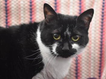 Domestic Short Hair Cats Available for Adoption in Portland, Oregon - Reo | PetCurious