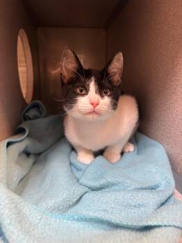Q-Bert -  Domestic Short Hair Cat for Adoption in Liverpool, New York - Q-Bert | PetCurious