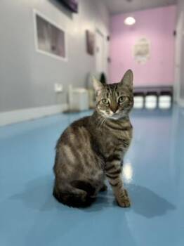 Rescue Domestic Short Hair and Tabby Cats for Adoption in Liverpool, Texas - Diamond | PetCurious