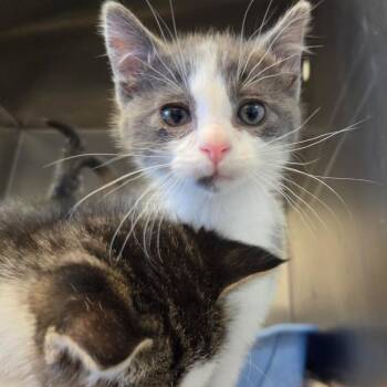 Domestic Short Hair Cats Available for Adoption in Rock Falls, Illinois - Griswold | PetCurious