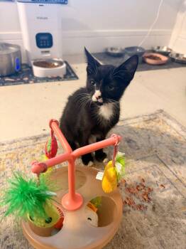 Rescue Tuxedo Cats for Adoption in Miami, Florida - Drake | PetCurious