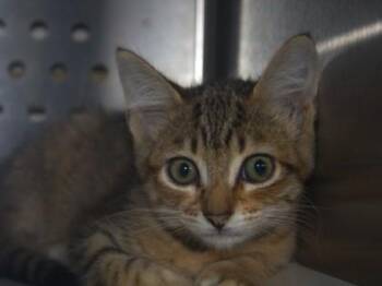 Ella Langley -  Domestic Short Hair Cat for Adoption in Brunswick, Georgia - Ella Langley | PetCurious
