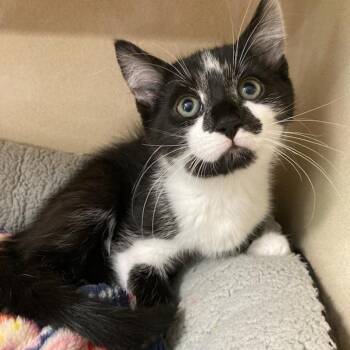 Biscotti -  Domestic Short Hair Cat for Adoption in Attica, New York - Biscotti | PetCurious