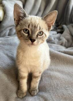 Henry -  Domestic Short Hair Cat for Adoption in Victor, New York - Henry | PetCurious