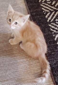 Houdini -  Domestic Medium Hair Cat Available for Adoption in San Jacinto, California - Houdini | PetCurious