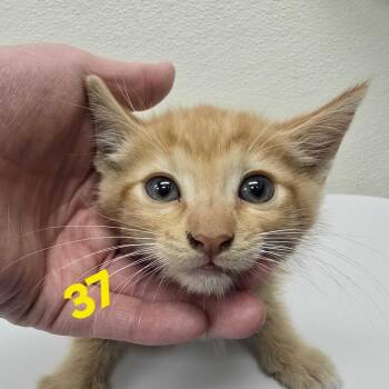 Dean -  Domestic Short Hair Cat for Adoption in Los Angeles, California - Dean | PetCurious