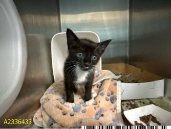TUX -  Domestic Short Hair Cat for Adoption in West Palm Beach, Florida - TUX | PetCurious