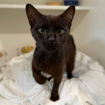 Cyndi -  Domestic Short Hair Cat for Adoption in Penn Yan, New York - Cyndi | PetCurious