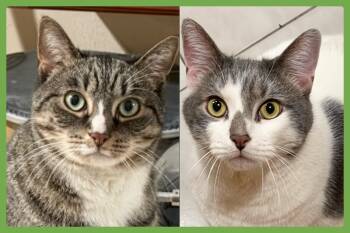 Kittycat and Tinker -  Domestic Short Hair Cat for Adoption in Amherst, Massachusetts - Kittycat And Tinker | PetCurious