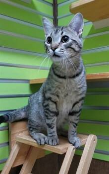 MATTHIAS -  Domestic Short Hair Cat for Adoption in St. Peters, Missouri - MATTHIAS | PetCurious