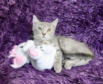 Rasberry -  Tabby Cat for Adoption in St. Augustine, Florida - Rasberry | PetCurious