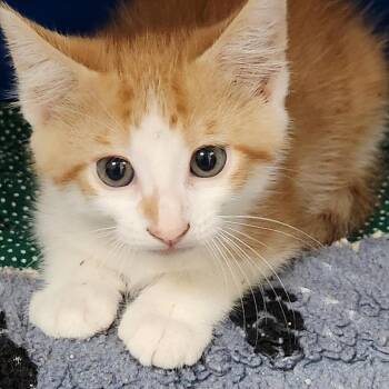 Domestic Short Hair Cats Available for Adoption in Corsicana, Texas - Rolo K45748 | PetCurious