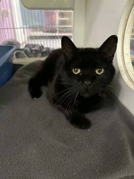 Rescue Domestic Short Hair Cats for Adoption in Muskegon, Michigan - Sophia | PetCurious