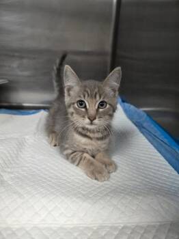 Chunky Monkey Boy -  Domestic Short Hair Cat for Adoption in Houston, Texas - Chunky Monkey Boy | PetCurious