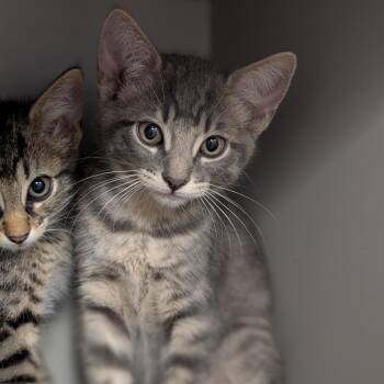 Clark -  Domestic Short Hair Cat for Adoption in Buchanan Dam, Texas - Clark | PetCurious