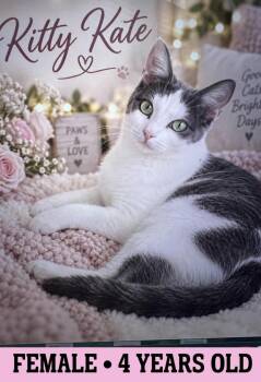 Kitty Kate -  American Shorthair Cat for Adoption in Fort Payne, Alabama - Kitty Kate | PetCurious