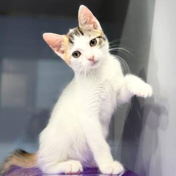 Brie C70407 -  Domestic Short Hair Cat for Adoption in Minnetonka, Minnesota - Brie C70407 | PetCurious