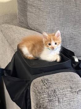 RICKY -  Domestic Short Hair Cat for Adoption in Camarillo, California - RICKY | PetCurious