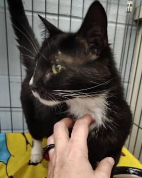 Bootsies -  Domestic Short Hair Cat for Adoption in Saint Clairsville, Ohio - Bootsies | PetCurious