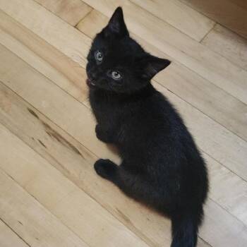 Johnny -  Domestic Short Hair Cat for Adoption in Reeseville, Wisconsin - Johnny | PetCurious