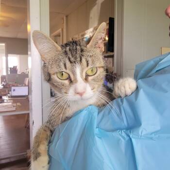 Rescue Domestic Short Hair Cats for Adoption in Troy, Illinois - Pontoon | PetCurious