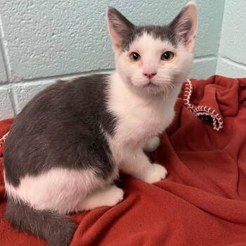 Oatmeal -  Domestic Short Hair Cat for Adoption in New York, New York - Oatmeal | PetCurious