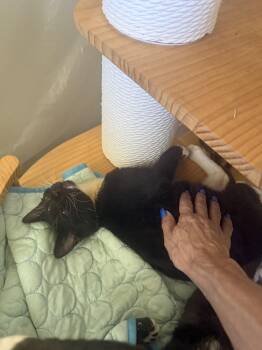 Rocco (Courtesy Post) -  Domestic Short Hair Cat for Adoption in San Jose, California - Rocco (Courtesy Post) | PetCurious