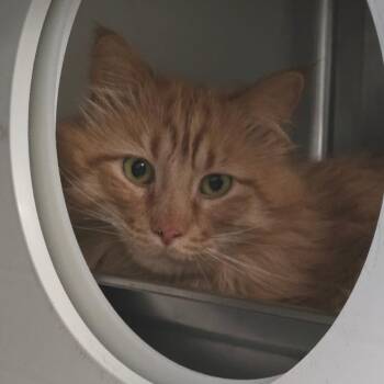 Mustard Seed NM -  Domestic Medium Hair Cat for Adoption in Denver, Colorado - Mustard Seed NM | PetCurious