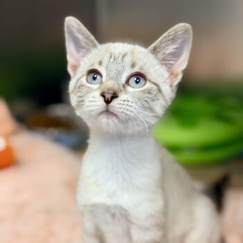 Penny -  Siamese Cat for Adoption in Stafford Township, New Jersey - Penny | PetCurious
