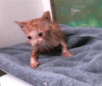 Domestic Short Hair Cats Available for Adoption in Houston, Texas - BEAN | PetCurious